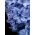 Hyacinthus Double Blue Tango - Hyacint Double Blue Tango - 3 cibule