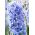صفير مزدوج التانغو الأزرق - صفير مزدوج التانغو - 3 البصلة - Hyacinthus