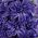 Hyacinthus Διπλό βασιλικό ναυτικό - Hyacinth Διπλό βασιλικό ναυτικό - 3 βολβοί