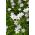Ipheion Alberto Castillo - Bunga bunga musim bunga Alberto Castillo - 10 bebawang - Ipheion uniflorum