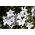 Ipheion Alberto Castillo - Bintang musim semi Alberto Castillo - 10 lampu - Ipheion uniflorum