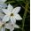 Ipheion Alberto Castillo - Bintang musim semi Alberto Castillo - 10 lampu - Ipheion uniflorum