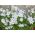 Alberto Castillo - Bahar starflower Alberto Castillo - 10 soğan - Ipheion uniflorum