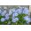 Ipheion Rolf Fiedler - Bunga bunga musim bunga Rolf Fiedler - 10 bebawang - Ipheion uniflorum