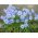 Ipheion Rolf Fiedler - Bunga bunga musim bunga Rolf Fiedler - 10 bebawang - Ipheion uniflorum