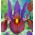 Iris hollandica老虎之眼 -  10个洋葱 - Iris × hollandica