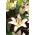 Lilium, Lily Hotline - květinové cibulky / hlíza / kořen - Lilium Hotline