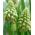 Muscari Bellevalia مروارید سبز - Hyacinth انگور Bellevalia مروارید سبز - 5 لامپ