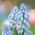 Muscari Ester - Hroznová hyacint Ester - 10 květinové cibule