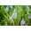 Muscari Ester - Hroznová hyacint Ester - 10 kvetinové cibule