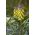 Muscari Golden Fragrance - Grape Hyacinth Golden Fragrance - 3 bulbs