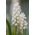 Muscari sibírsky tiger - hroznový hyacint sibírsky tiger - 10 kvetinové cibule