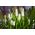 Muscari sibiřský tygr - hyacint hroznů sibiřský tygr - 10 květinové cibule