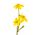 Påskeliljeslekta - Baby Moon - pakke med 5 stk - Narcissus