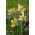 Narcissus Golden Echo - Daffodil Golden Echo - 5 bebawang