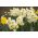 Narcissus Minnow - Daffodil Minnow - 5 bulbi