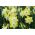 Påskeliljeslekta - Pipit - pakke med 5 stk - Narcissus