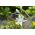 Ornithogalum nutans – Nickender Milchstern, Nickende Vogelmilch - 10 Zwiebeln