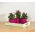 "Heca" modulær pottehus til urter - 10,5 cm - fuchsia - 