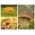 Champignons de chêne et de hêtre - 3 espèces - mycélium - 