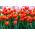 Tulipan Annie Schilder - pakke med 5 stk - Tulipa Annie Schilder