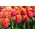 Tulipa Annie Schilder - paquete de 5 piezas