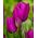 郁金香紫色花束 - 郁金香紫色花束 -  5个电洋葱 - Tulipa Purple Bouquet