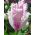 Karta Tulipa Aria - Tulip Aria Card - 5 květinové cibule - Tulipa Aria Card
