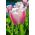 Tulipa Beautiful World - Tulip Beautiful World - 5 ดวง - Tulipa Beau Monde