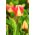 Góc kẹo hoa tulip - Góc kẹo hoa tulip - 5 củ - Tulipa Candy Corner