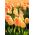 Tulpansläktet Daydream - paket med 5 stycken - Tulipa Daydream