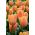 Tulipa Daydream - Tulip Daydream - 5 bulbs