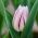 Tulipa Flaming Flag - Tulip Flaming Flag - 5 ดวง