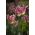 Tulipe Florosa - paquet de 5 pièces - Tulipa Florosa