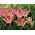 Tulpansläktet Florosa - paket med 5 stycken - Tulipa Florosa