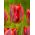 Tulipano Hollywood - pacchetto di 5 pezzi - Tulipa Hollywood