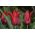 Tình yêu bền lâu của hoa tulip - Tình yêu kéo dài của hoa tulip - 5 củ - Tulipa Lasting Love