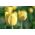 Tulipa limun div - tulipan limun div - 5 lukovica - Tulipa Lemon Giant