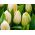 Tulipa limun div - tulipan limun div - 5 lukovica - Tulipa Lemon Giant