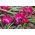 Tulpansläktet Little Beauty - paket med 5 stycken - Tulipa Little Beauty