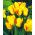 Tulipa Outbreak - Tulip Outbreak - 5 bulbs