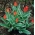 الزنبق فقط منح - توليب منح الوحيد - 5 لمبات - Tulipa Praestans Unicum