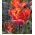 Tulppaanit Prinses Irene Parrot - paketti 5 kpl - Tulipa Prinses Irene Parrot