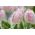 Tulpes Rejoyce - 5 gab. Iepakojums - Tulipa Rejoyce