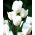 Tulipaner White Bouquet - pakke med 5 stk - Tulipa White Bouquet