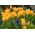 Tulpansläktet Praestans Shogun - paket med 5 stycken - Tulipa Praestans Shogun