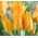 Tulipan podelitev Inca - Tulip dodelitev Shogun - 5 čebulice - Tulipa Praestans Shogun