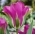 Tulpės Violet Bird - pakuotėje yra 5 vnt - Tulipa Violet Bird