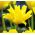 Tulipa Yellow Spider - Tulip Yellow Spider - 5 bulbs