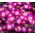Anemone Pink Star - 8 květinové cibule - Anemone blanda
